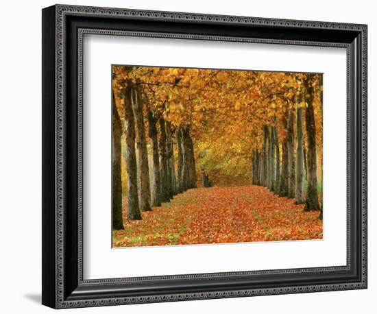 Sycamore Trees in Autumn-Cindy Kassab-Framed Photographic Print