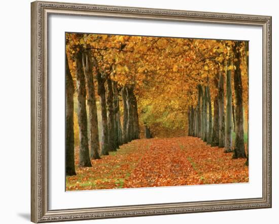 Sycamore Trees in Autumn-Cindy Kassab-Framed Photographic Print