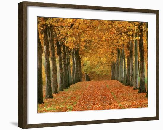 Sycamore Trees in Autumn-Cindy Kassab-Framed Photographic Print