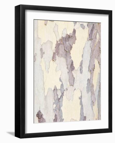 Sycamore Trunk Detail, Sedona, Arizona, USA-Rob Tilley-Framed Photographic Print