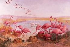 Pink Flamingoes-Syde-Framed Premier Image Canvas