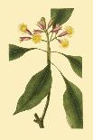 Tropical Ambrosia IV-Sydeham Teast Edwards-Art Print