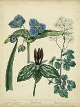 Garden Flora V-Sydenham Edwards-Art Print