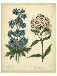 Garden Flora VIII-Sydenham Edwards-Framed Art Print
