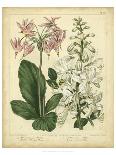 Garden Flora V-Sydenham Edwards-Art Print