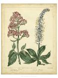 Garden Flora I-Sydenham Edwards-Art Print