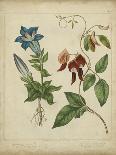 Cottage Florals V-Sydenham Edwards-Art Print