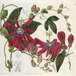 Passionflower, from 'The Botanical Register'-Sydenham Teast and John Edwards and Lyndley-Mounted Giclee Print