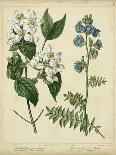 Cottage Florals I-Sydenham Teast Edwards-Art Print