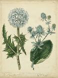 Gardener's Delight III-Sydenham Teast Edwards-Art Print