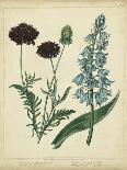 Cottage Florals II-Sydenham Teast Edwards-Framed Art Print