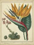 Golden Bird of Paradise-Sydenham Teast Edwards-Art Print