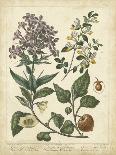 Cottage Florals V-Sydenham Teast Edwards-Art Print