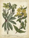 Cottage Florals VI-Sydenham Teast Edwards-Art Print
