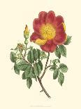 Blossoming Vine I-Sydenham Teast Edwards-Art Print