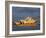 Sydney Opera House and Harbour, Sydney, New South Wales, Australia, Pacific-Julia Bayne-Framed Photographic Print