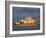 Sydney Opera House and Harbour, Sydney, New South Wales, Australia, Pacific-Julia Bayne-Framed Photographic Print