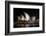 Sydney Opera House Lit Up at Night, Sydney, New South Wales, Australia-null-Framed Photographic Print