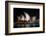 Sydney Opera House Lit Up at Night, Sydney, New South Wales, Australia-null-Framed Photographic Print