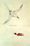 Black-Fronted Parakeet, Cyanoramphus Zealandicus-Sydney Parkinson-Giclee Print