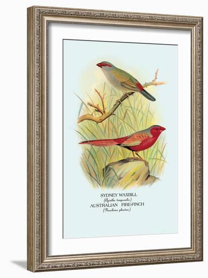 Sydney Waxbill, Australian Fire-Finch-Arthur G. Butler-Framed Art Print