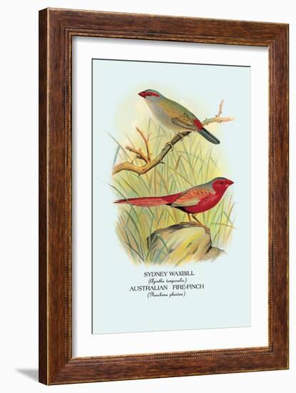 Sydney Waxbill, Australian Fire-Finch-Arthur G. Butler-Framed Art Print