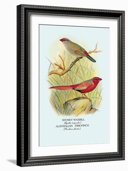 Sydney Waxbill, Australian Fire-Finch-Arthur G. Butler-Framed Art Print