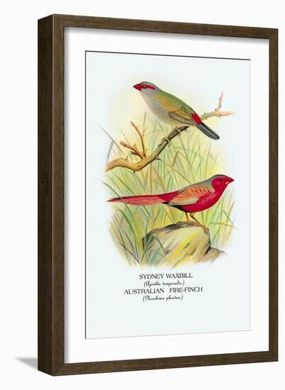 Sydney Waxbill, Australian Fire-Finch-Arthur G. Butler-Framed Art Print