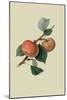 Sykehouse Apple-William Hooker-Mounted Art Print