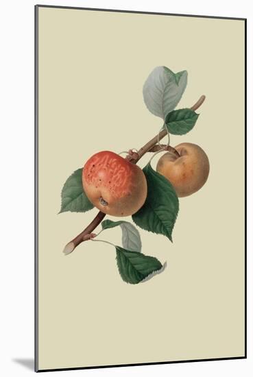 Sykehouse Apple-William Hooker-Mounted Art Print