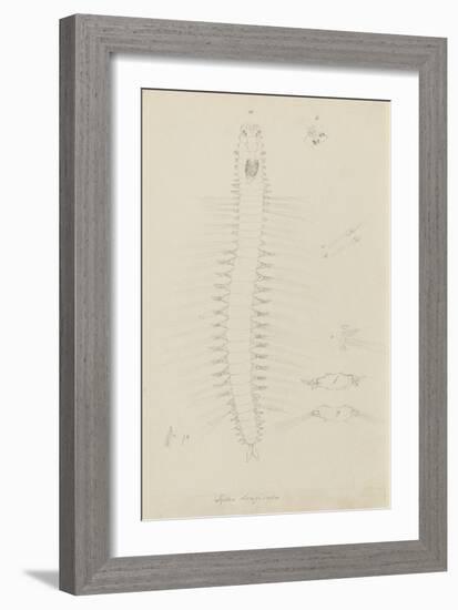 Syllis Longiseta: Marine Bristle Worm-Philip Henry Gosse-Framed Giclee Print