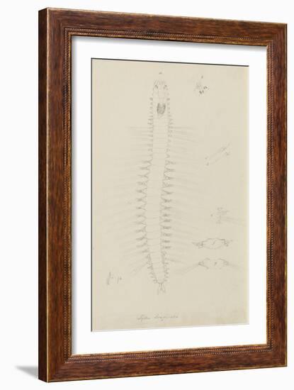 Syllis Longiseta: Marine Bristle Worm-Philip Henry Gosse-Framed Giclee Print