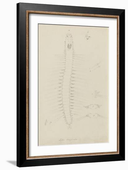 Syllis Longiseta: Marine Bristle Worm-Philip Henry Gosse-Framed Giclee Print