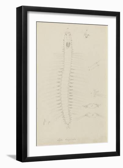 Syllis Longiseta: Marine Bristle Worm-Philip Henry Gosse-Framed Giclee Print