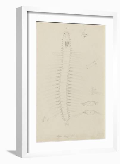 Syllis Longiseta: Marine Bristle Worm-Philip Henry Gosse-Framed Giclee Print