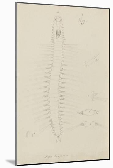 Syllis Longiseta: Marine Bristle Worm-Philip Henry Gosse-Mounted Giclee Print