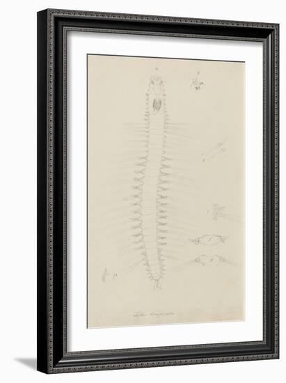 Syllis Longiseta: Marine Bristle Worm-Philip Henry Gosse-Framed Giclee Print