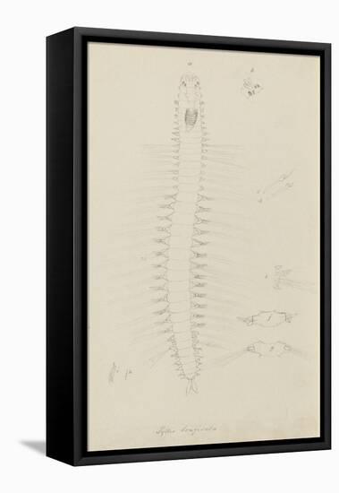 Syllis Longiseta: Marine Bristle Worm-Philip Henry Gosse-Framed Premier Image Canvas