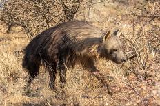 Brown hyaena walking through dry grass, Namibia-Sylvain Cordier-Framed Premier Image Canvas