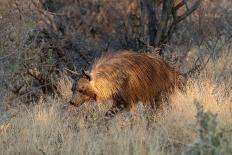 Brown hyaena walking through dry grass, Namibia-Sylvain Cordier-Premier Image Canvas