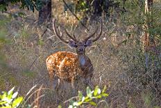 Chital deerl (Axis axis ), male with large antlers, Bandhavgarh National Park, Bandhavgarh, India.-Sylvain Cordier-Photographic Print