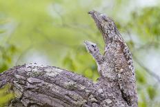 Great potoo female with young resting on a branch, Pantanal, Mato Grosso, Brazil.-Sylvain Cordier-Photographic Print