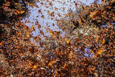 Monarch butterfly wintering from November to March in Oyamel pine forests, Mexico.-Sylvain Cordier-Photographic Print