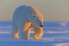 Polar bear (Ursus maritimus), adult male, outside Kaktovik, Alaska, USA.-Sylvain Cordier-Photographic Print