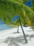 Palm Fronds and Beach, Rangiroa Atoll, Tuamotu Archipelago, French Polynesia, South Pacific Islands-Sylvain Grandadam-Photographic Print