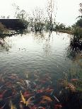 Atchafalaya Swamp, 'Cajun Country', Louisiana, USA-Sylvain Grandadam-Photographic Print