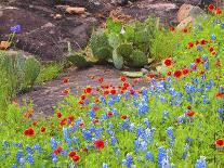 Blanket flowers and bluebonnets. Texas Hill Country, north of Buchanan Dam-Sylvia Gulin-Photographic Print