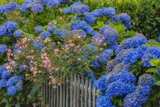 Blue hydrangea and Rose bush along fence gardens of Cannon Beach, Oregon-Sylvia Gulin-Photographic Print