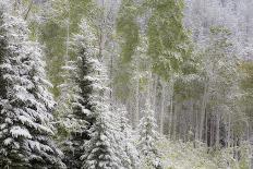 Fresh late summer snow on Evergreen trees, Banff National Park, Alberta, Canada-Sylvia Gulin-Photographic Print