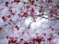 Fresh snow on Japanese maple tree with last of fall colored leaves-Sylvia Gulin-Photographic Print